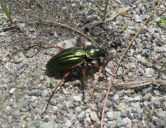 Carabus auratus