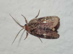 Elusa puncticeps