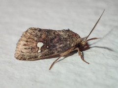 Elusa puncticeps