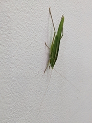Conocephalus maculatus