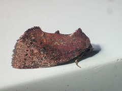 Elusa
