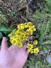 Senecio raphanifolius