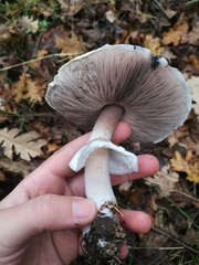 Agaricus sylvicola