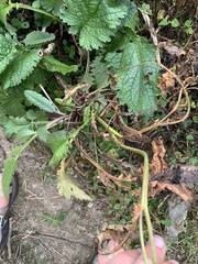 Senecio raphanifolius
