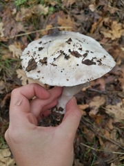 Agaricus sylvicola
