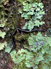Caenoplana