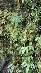 Selaginella moellendorffii