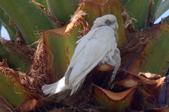 Cacatua sanguinea
