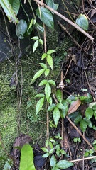 Tetrastigma formosanum