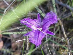 Thysanotus tuberosus