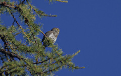 Glaucidium gnoma