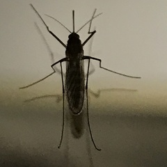 Aedes vexans