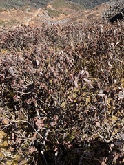 Rhododendron anthopogon