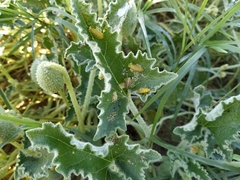 Henosepilachna argus