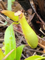 Nepenthes gracilis