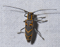 Saperda tridentata