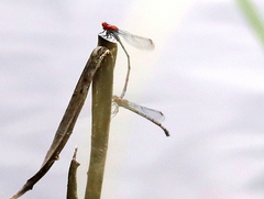 Pseudagrion massaicum