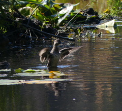 Anas crecca carolinensis