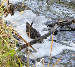 Anas crecca carolinensis