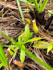 Nepenthes gracilis