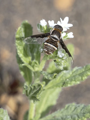 Exhyalanthrax simonae