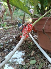 Anthurium schlechtendalii