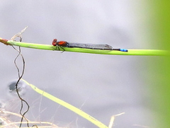 Pseudagrion massaicum