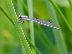 Pseudagrion kersteni