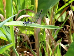 Pseudagrion kersteni