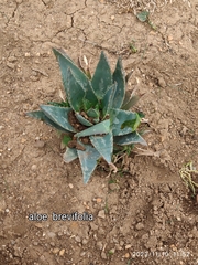 Aloe brevifolia