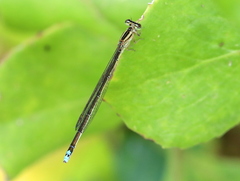 Pseudagrion kersteni