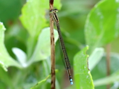 Pseudagrion kersteni