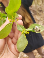 Notothixos subaureus