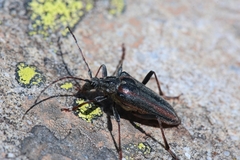 Oxymirus cursor