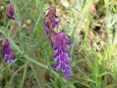 Vicia villosa