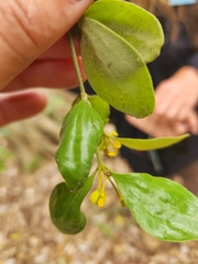 Notothixos subaureus