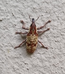 Hypolixus flavicornis