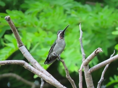 Heliomaster longirostris