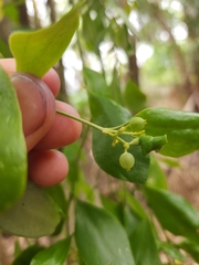 Notothixos subaureus