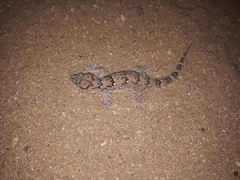 Chondrodactylus