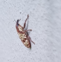 Hypolixus flavicornis