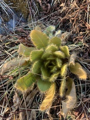 Meconopsis paniculata