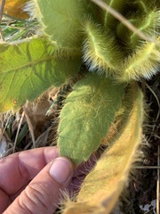 Meconopsis paniculata