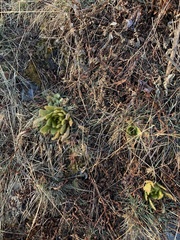 Meconopsis paniculata