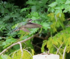 Heliomaster longirostris