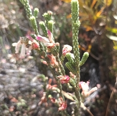 Erica pectinifolia