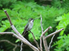 Heliomaster longirostris