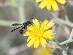 Leptochilus cruentatus