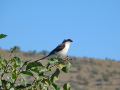 Lanius excubitoroides