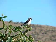 Lanius excubitoroides